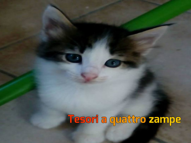 gatto_gattino_jasper_mtr