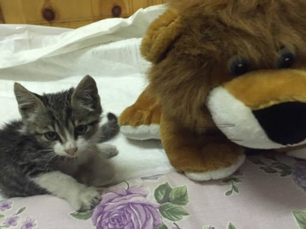 gatto_gattino_balù_raffy