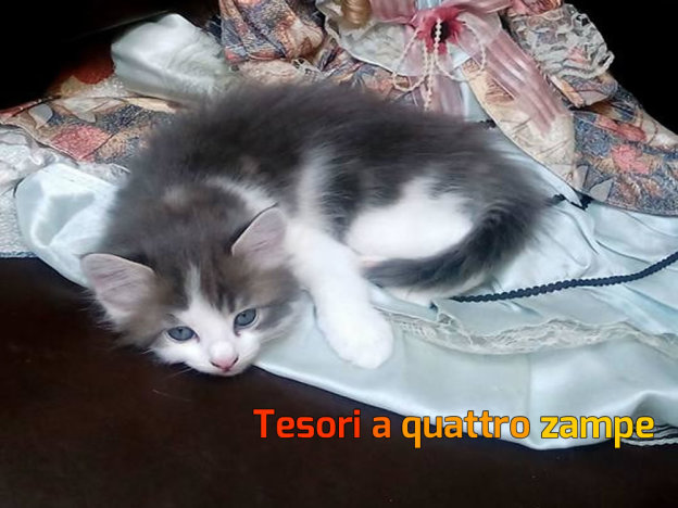 gatto_gattino_sapphire_mtr