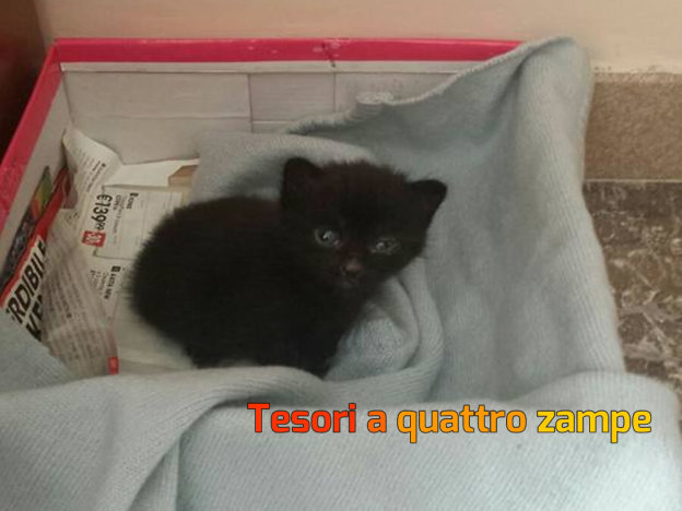 gatto_moka_mtr