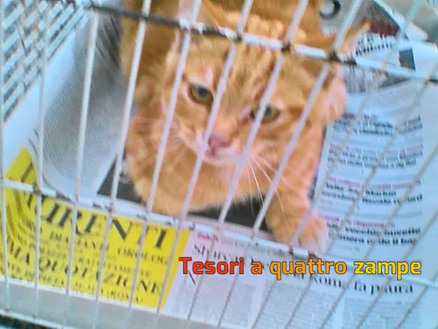 gatto_nemo_vdr