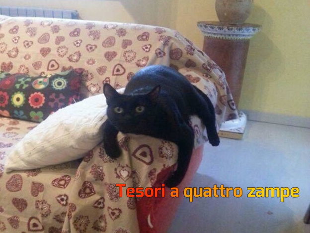 gatto_ninetto_vdr