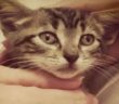 gatto_speedy_vdr_