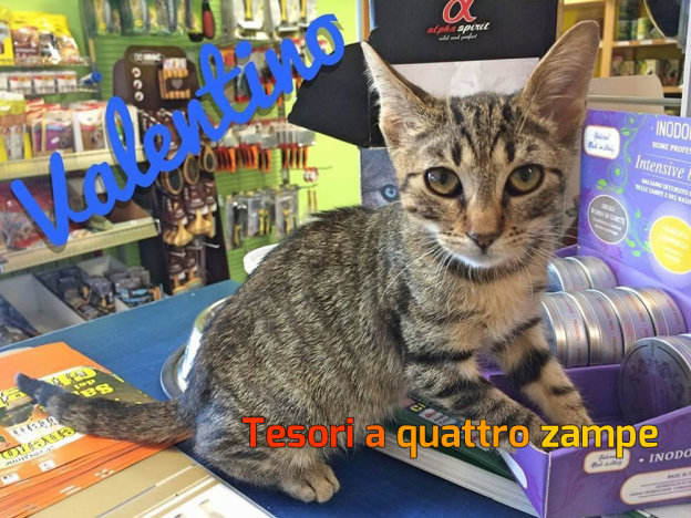gatto_valentino4_vdr