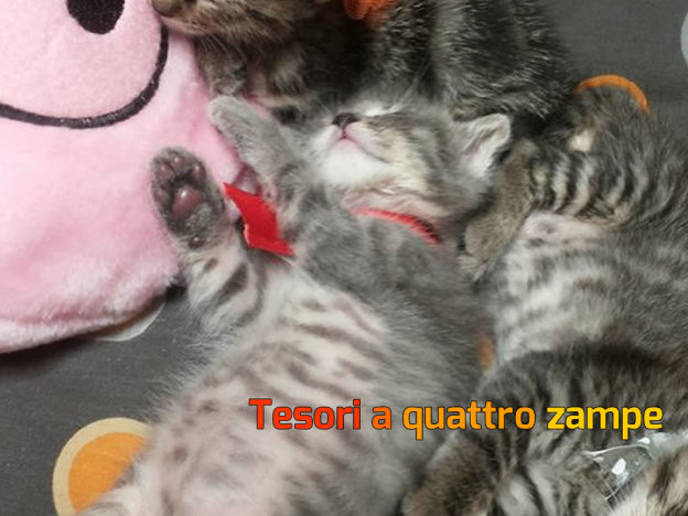 gatto_yuri_ilenia_de_angelis