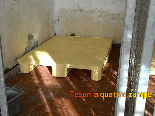 bancale_canile_sanitario