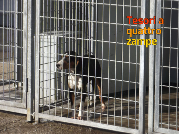 buono_cane_canile_sanitario_comunale_silvia_rosati_2