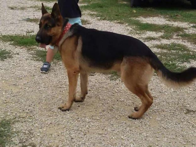 cane-pastore_tedesco_gibbo_vdr