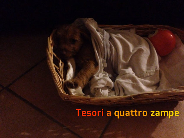 cane_adottato_campagna_reatina_adf