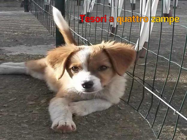cane_angelica_chiericoni_cucciolotto-1000×750
