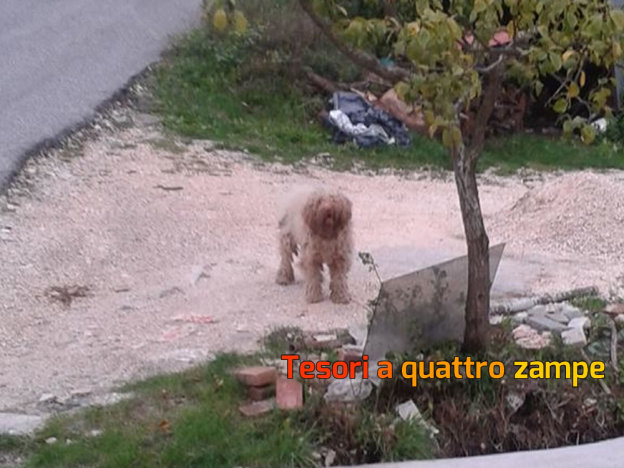 cane_barboncino_elisabetta_giordani