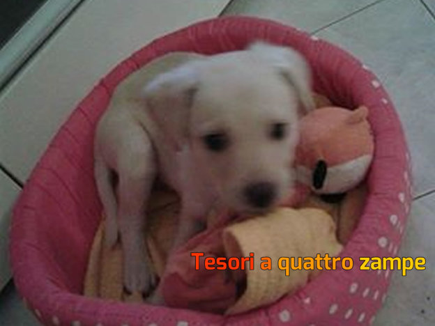 cane_batuffola_adf