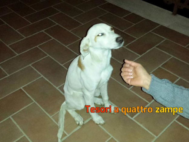 cane_bianco_giada_balzerani