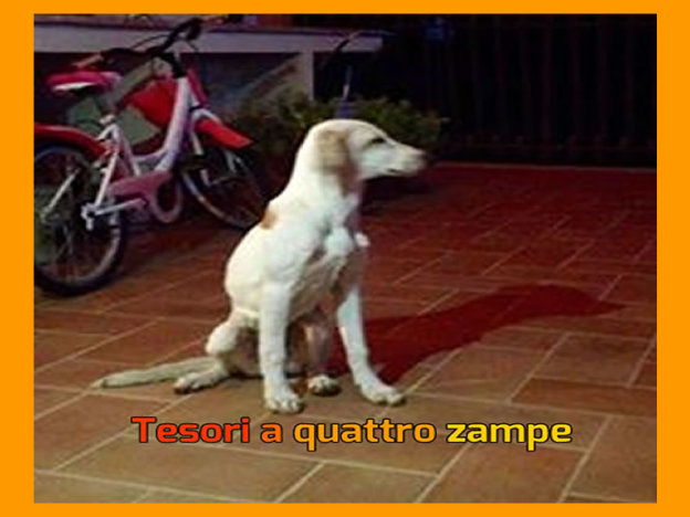 cane_bianco_giada_balzerani3