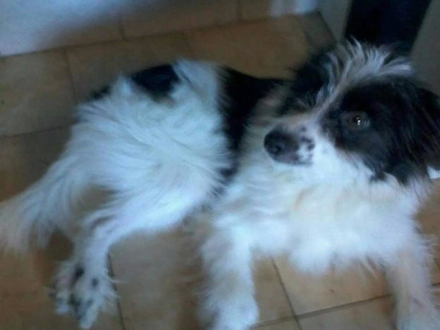cane_bruce_angelica_chiericoni