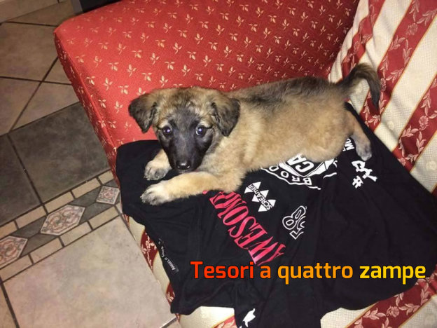 cane_cagnolina_amatrice_alice_baccigalupi_adottata