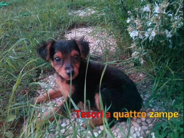 cane_cagnolina_emy_mtr_kiara_santilli