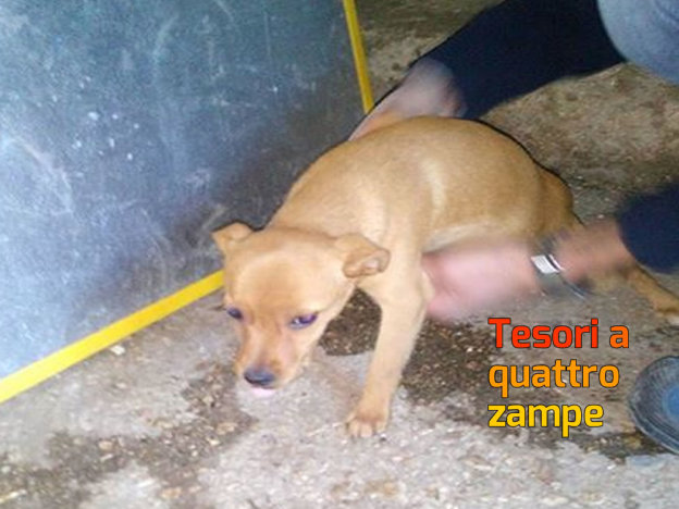 cane_cagnolina_panna_abbandonata_mtr