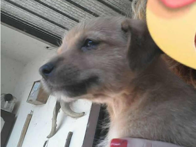 cane_cagnolina_sara_frattali