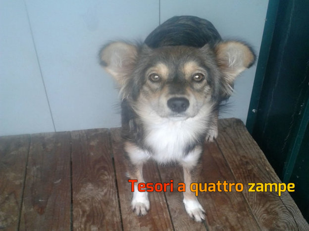 cane_cagnolino_contigliano_maria_spenk_adf