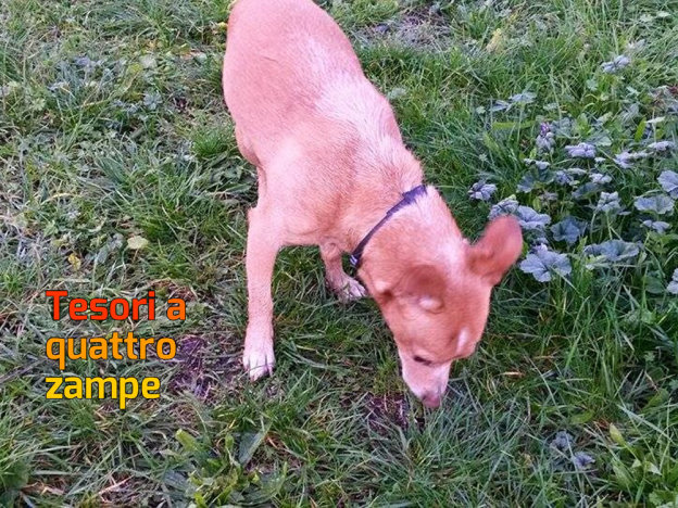 cane_campoloniano_monica_festuccia_adf