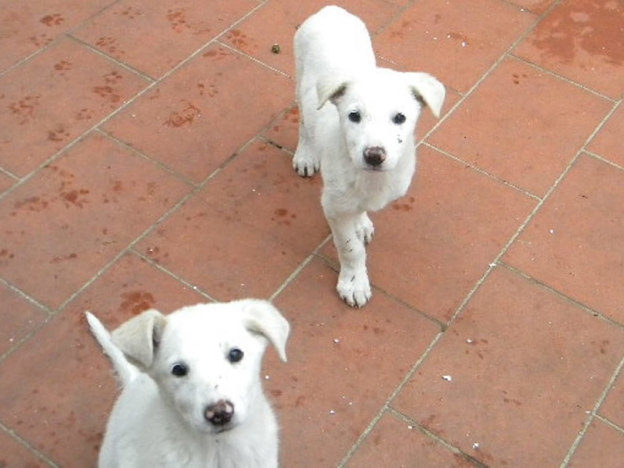 cane_cani_simon_e_samantha_elisa_milano