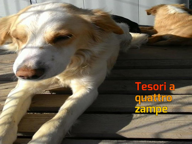 cane_canile_sanitario50_adf