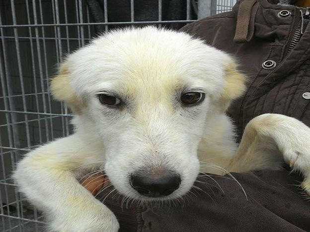 cane_canile_sanitario_bianco_giallo_adf