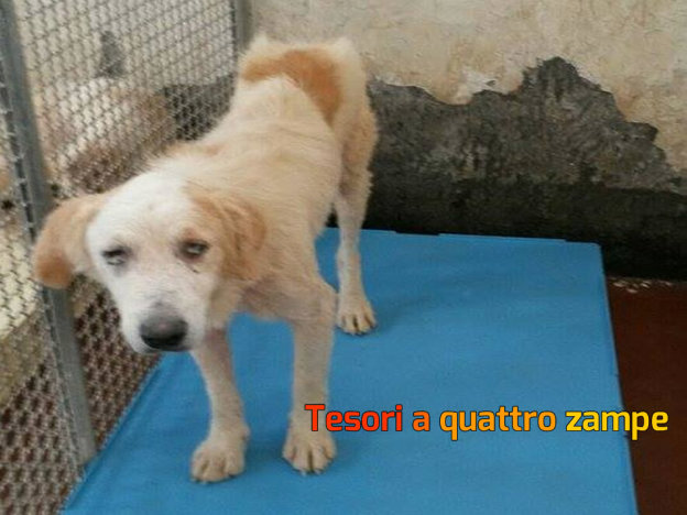 cane_canile_sanitario_stanco_adf