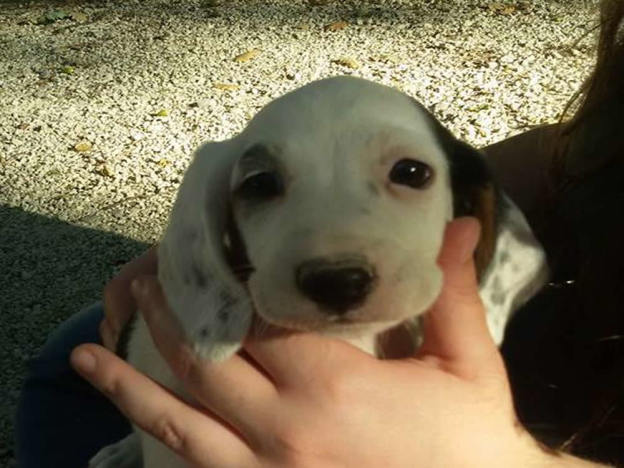 cane_caruccio_dolly_mtr