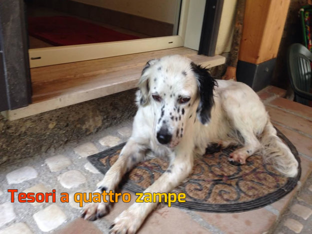 cane_case_san_benedetto_elisa_renzi