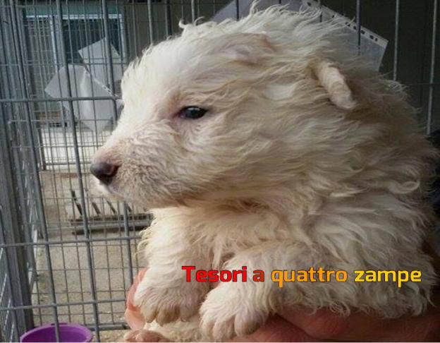 cane_castoro_canile_sanitario_adf