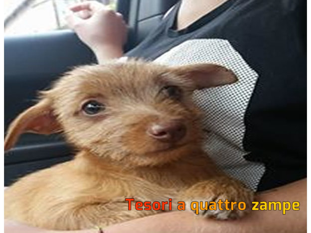 cane_consuelo_d_antonio