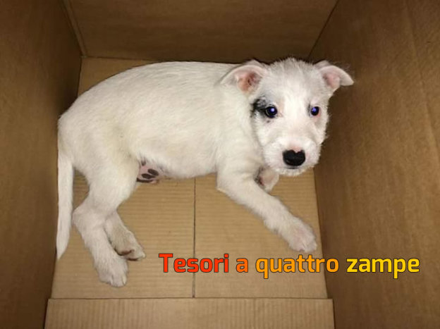 cane_contigliano_marzia_mariantoni
