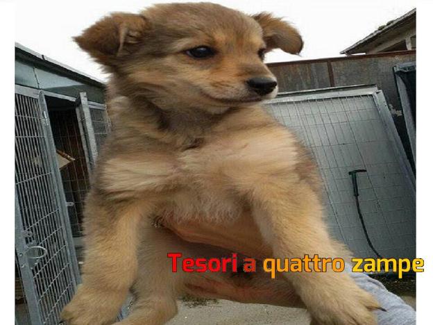 cane_cucciola_volpina_canile_sanitario_adf