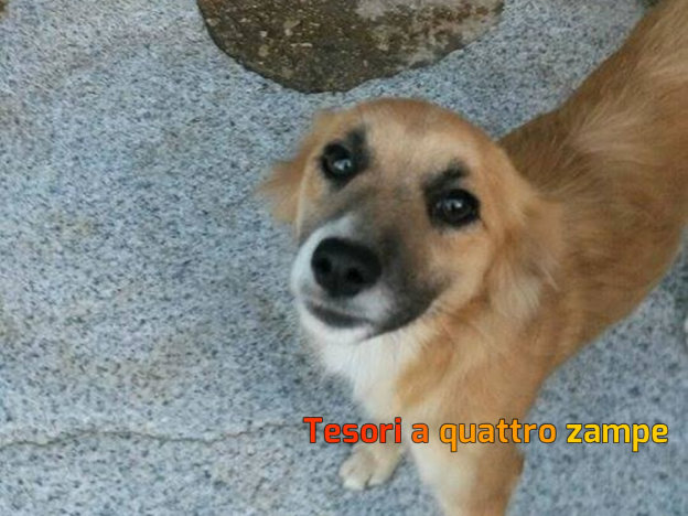 cane_cuccioletto_spaventato_canile_sanitario_sorella_adf