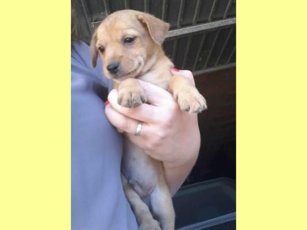 cane_cucciolo_forano_nocciola