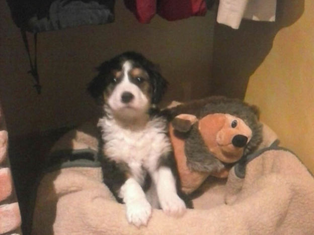 cane_cucciolo_tricolore_adottato_adf