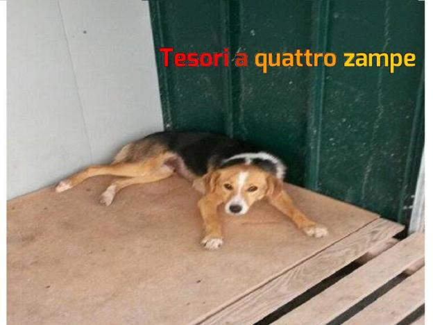 cane_cucciolone_leonessa_canile_sanitario3_adf