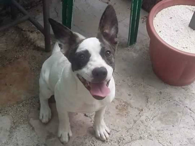 cane_ettore_bulldog_francese_martina_lettieri