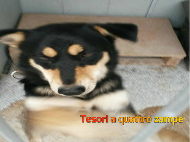 cane_fassini_micioccoli_canle_sanitario