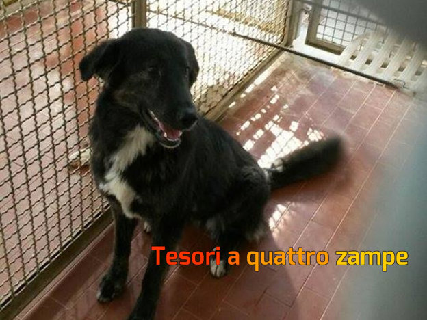 cane_femmina_nera_canile_sanitario_adf