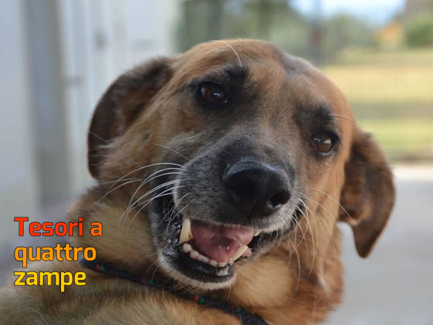 cane_fotografato_primo_piano_raffy