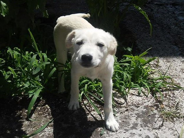 cane_iari_clarissa_avenali