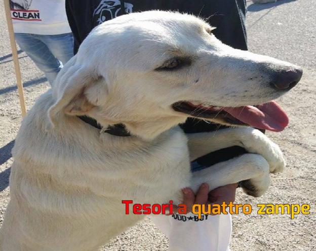 cane_labrador_alberghiero_roberto_guidobaldi