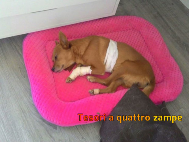 cane_luce_10