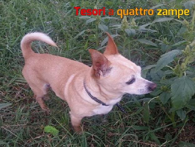 cane_madonna_del_cuore