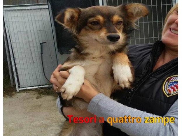 cane_mamma_volpina_canile_sanitario_adf