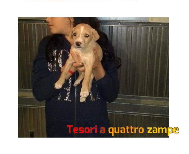 cane_maschietto_crema_adf