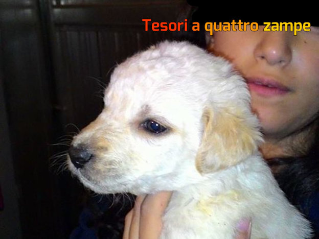 cane_maschio_bianco3_adf